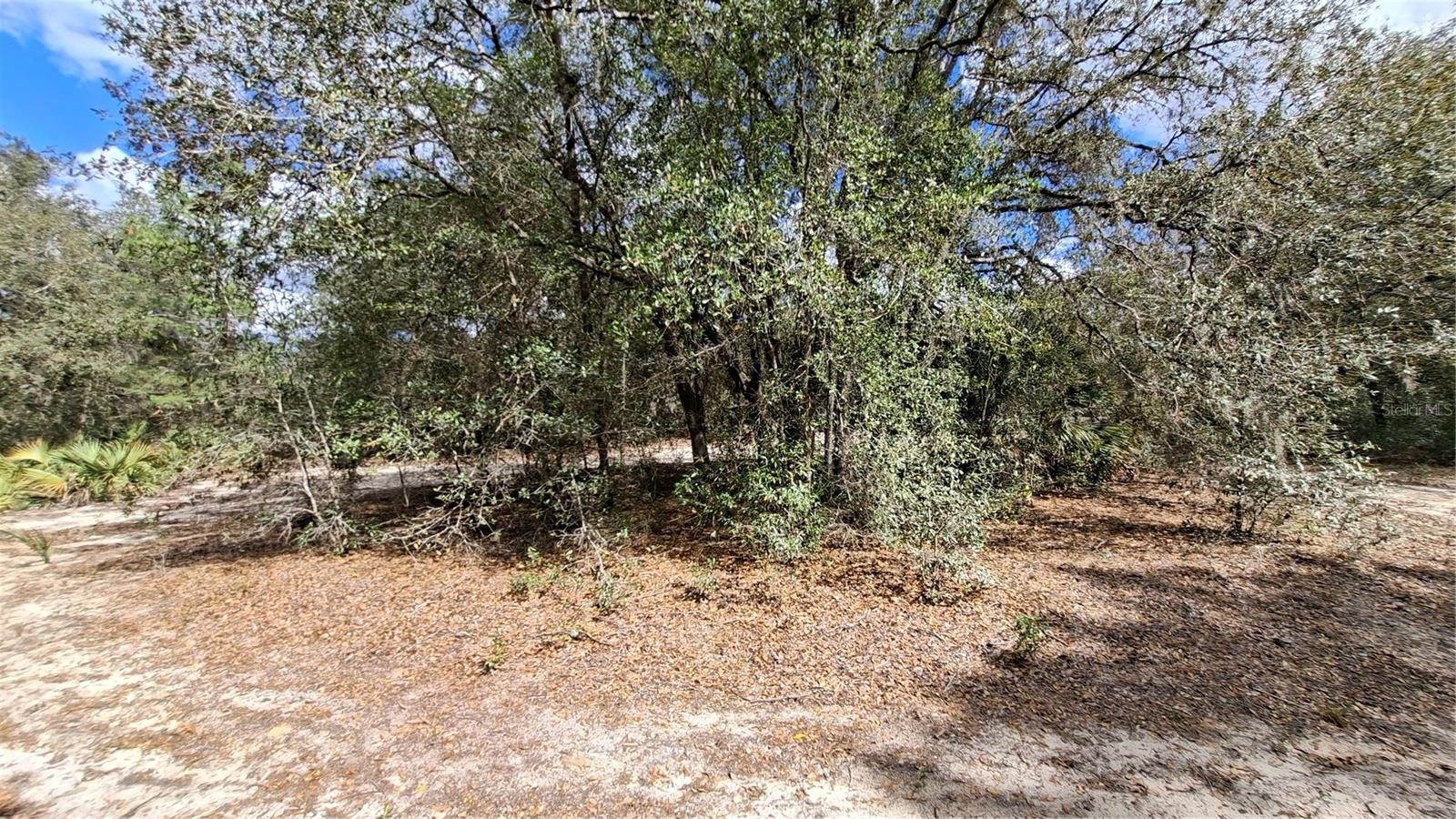 FISHER RUN, OCKLAWAHA, FL — photo 9