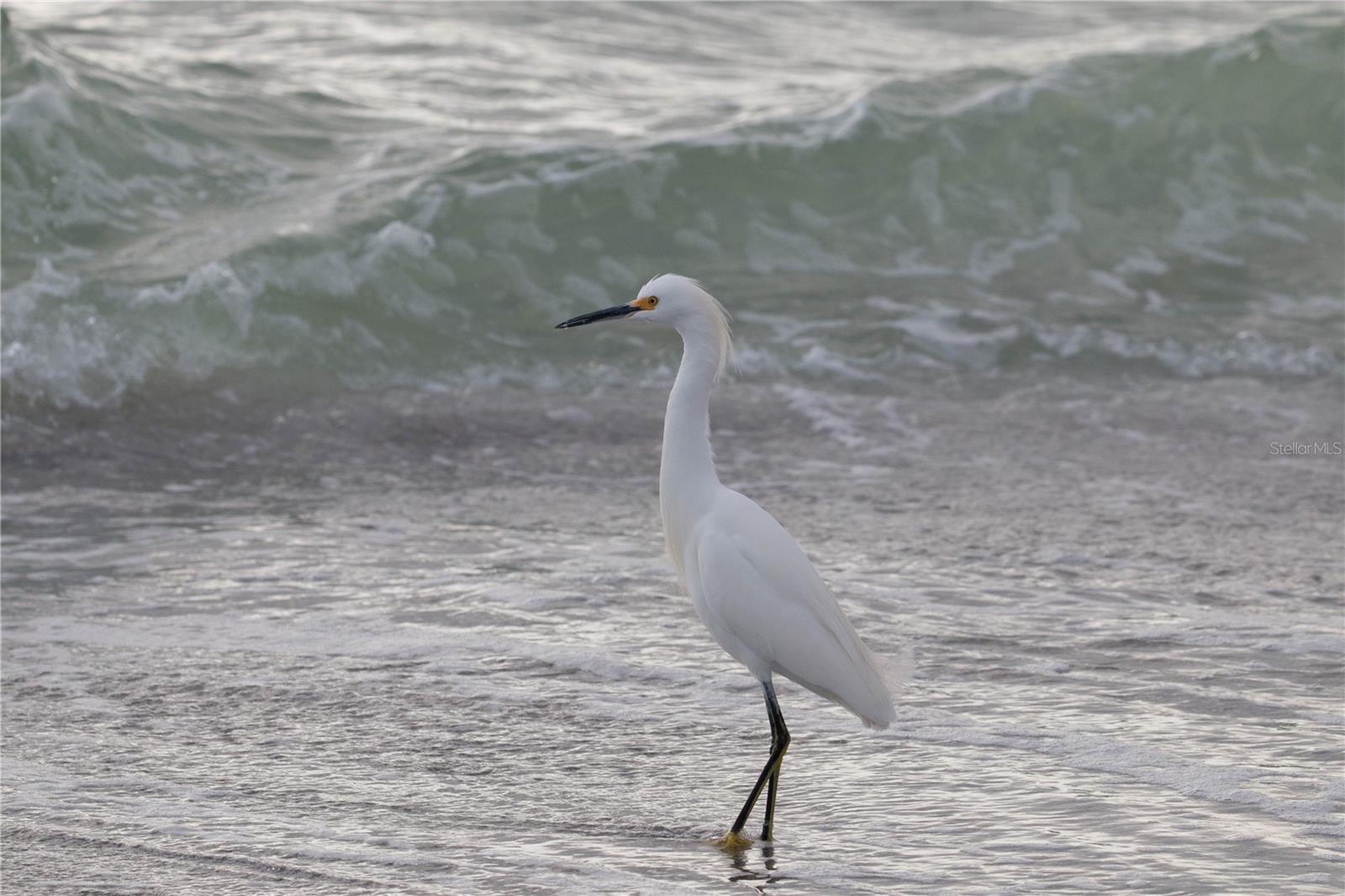 5655 GULF OF MEXICO DR #D107, LONGBOAT KEY, FL — photo 34