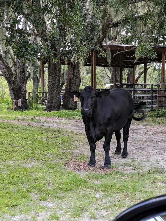 12980 and 12990 RIVER RD, MYAKKA CITY, FL — photo 7