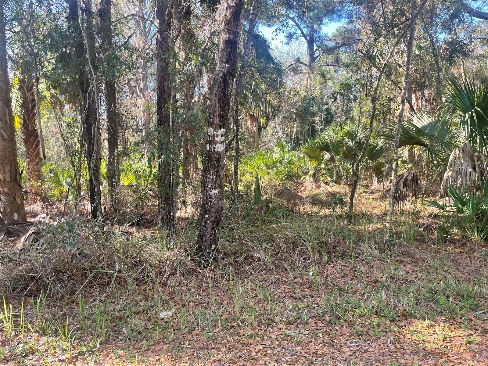 1120 NE 3RD ST, CRYSTAL RIVER, FL — photo 4