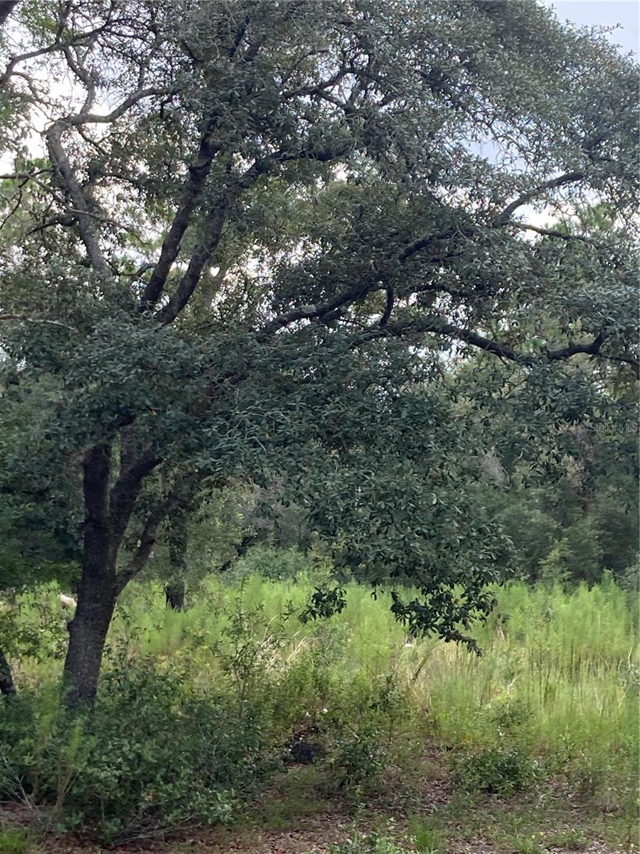 TBD SW 54TH ST, DUNNELLON, FL — photo 6