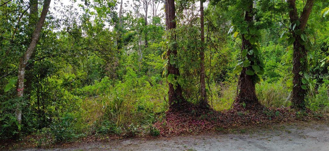 MARJORIE BLVD, LONGWOOD, FL — photo 3
