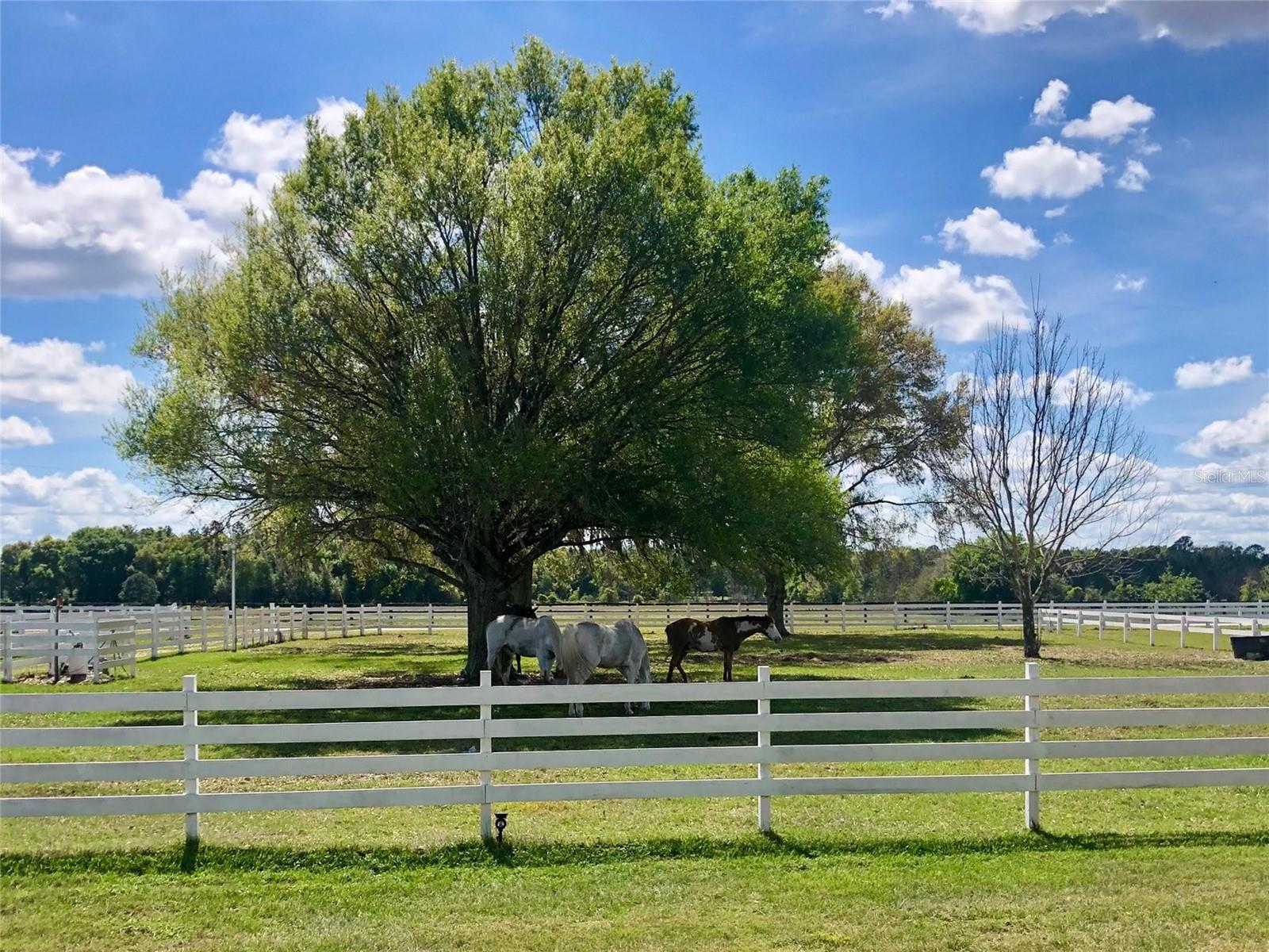 4015 INDIGO RD, GROVELAND, FL — photo 171