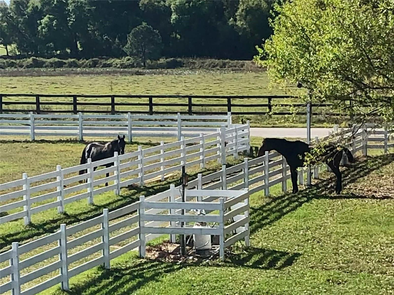 4015 INDIGO RD, GROVELAND, FL — photo 174
