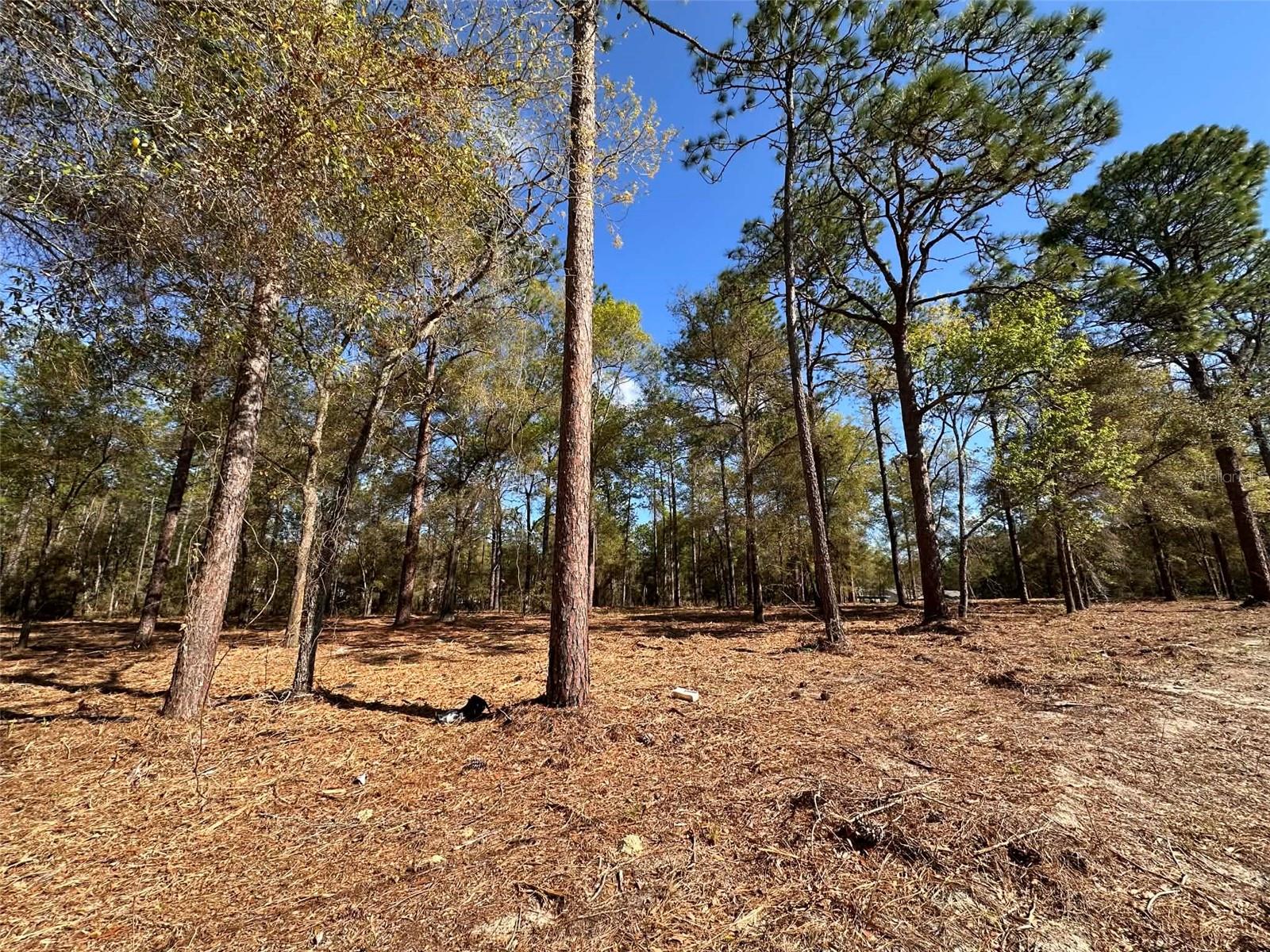 0 W HWY 40, OCALA, FL — photo 11