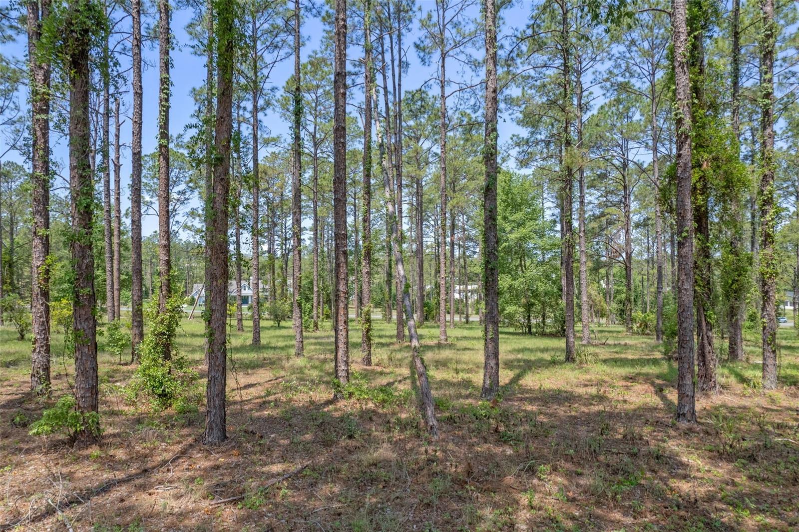 35408 PINEGATE TRL, EUSTIS, FL — photo 7