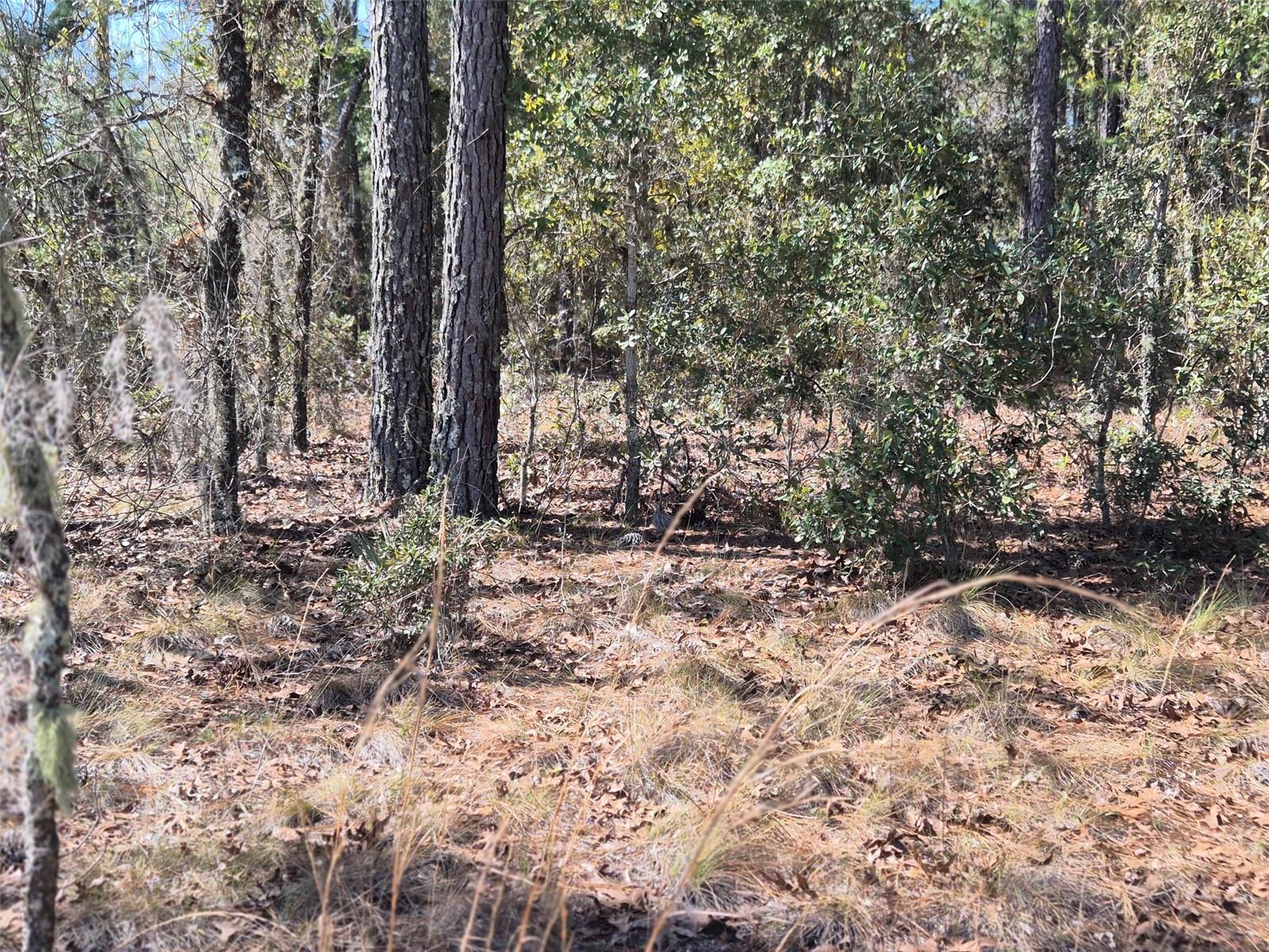 00 NE 137TH AVE, WILLISTON, FL