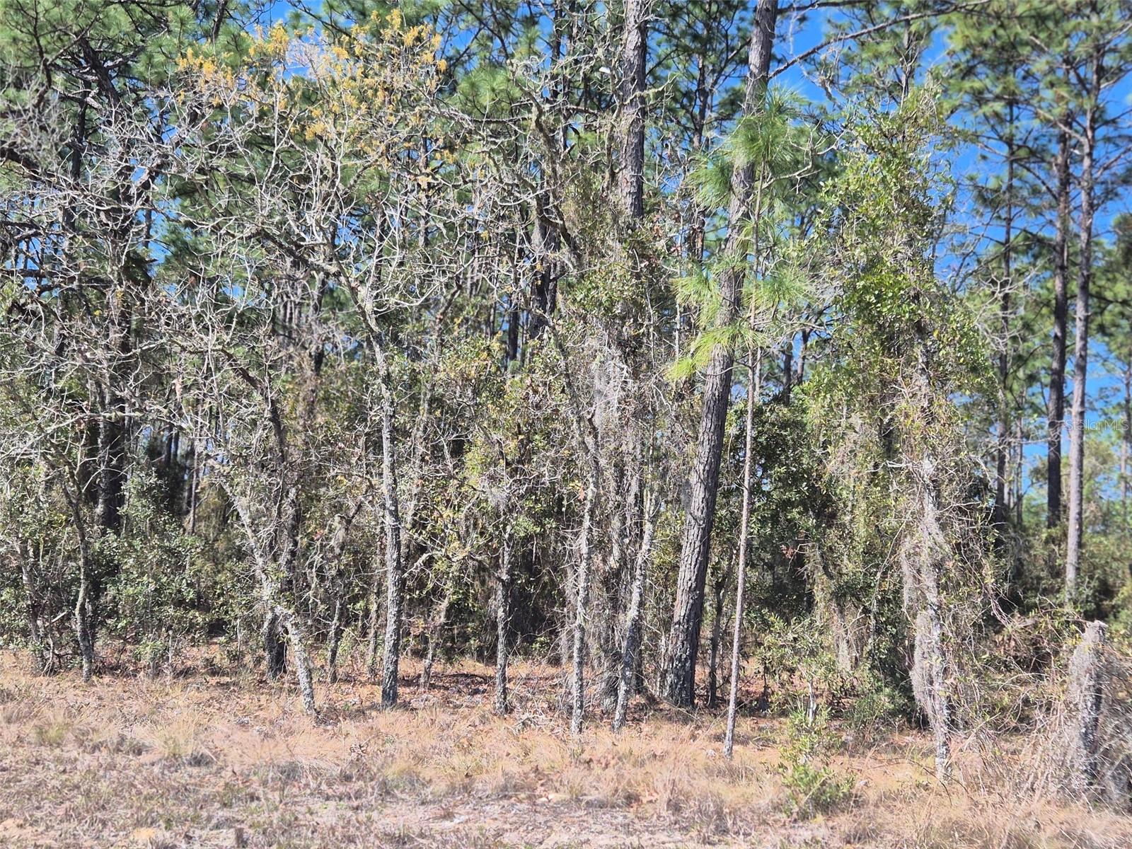 00 NE 137TH AVE, WILLISTON, FL — photo 2