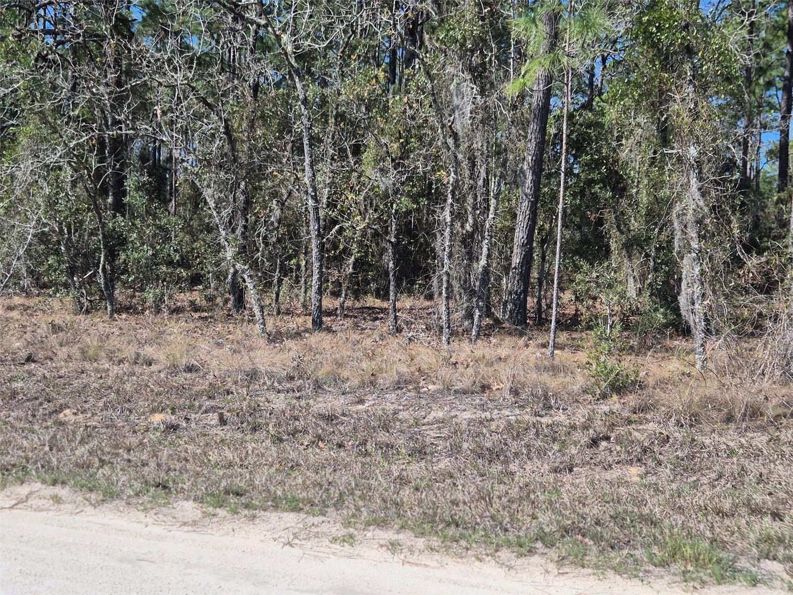 00 NE 137TH AVE, WILLISTON, FL — photo 3
