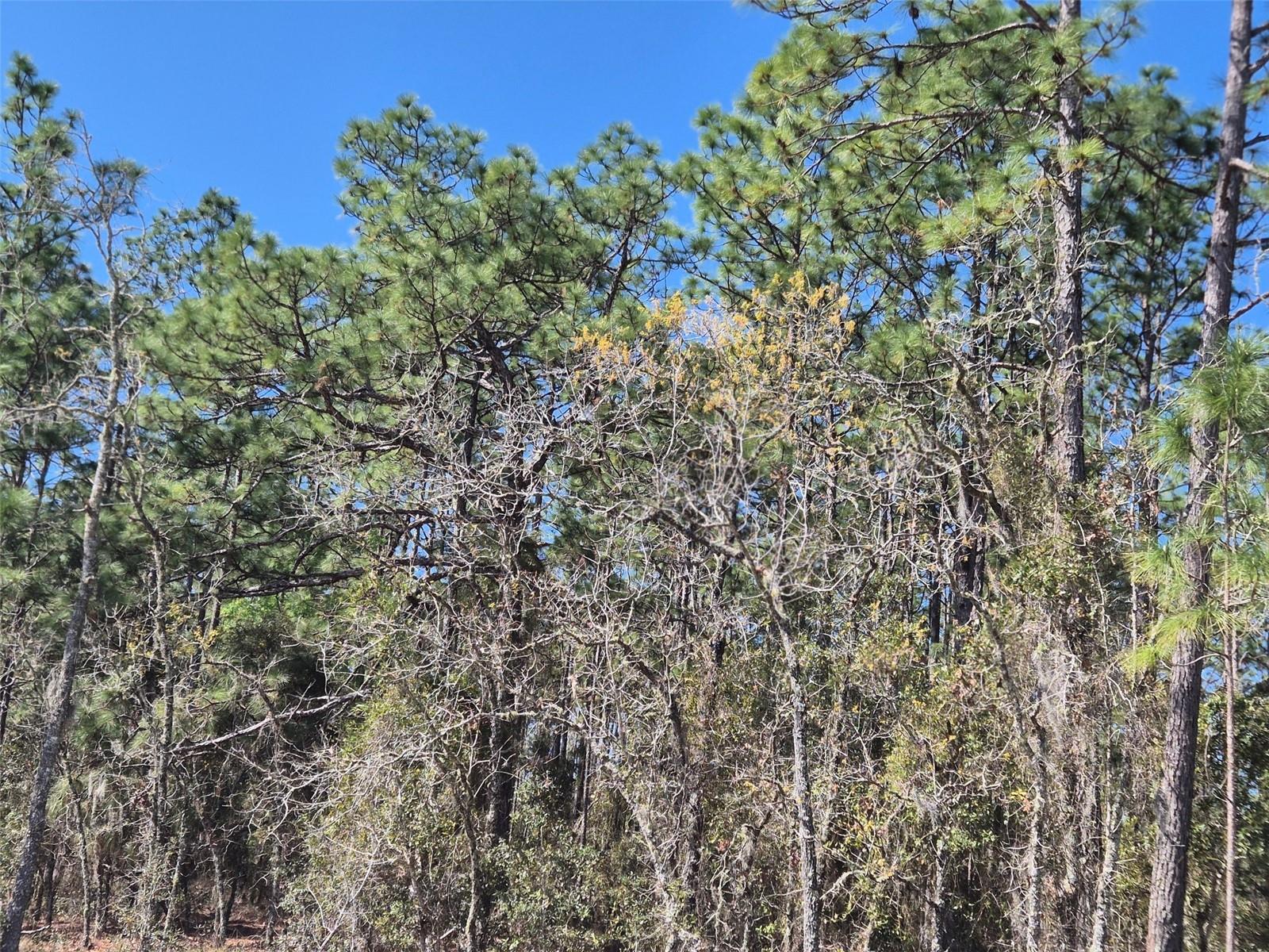 00 NE 137TH AVE, WILLISTON, FL — photo 4