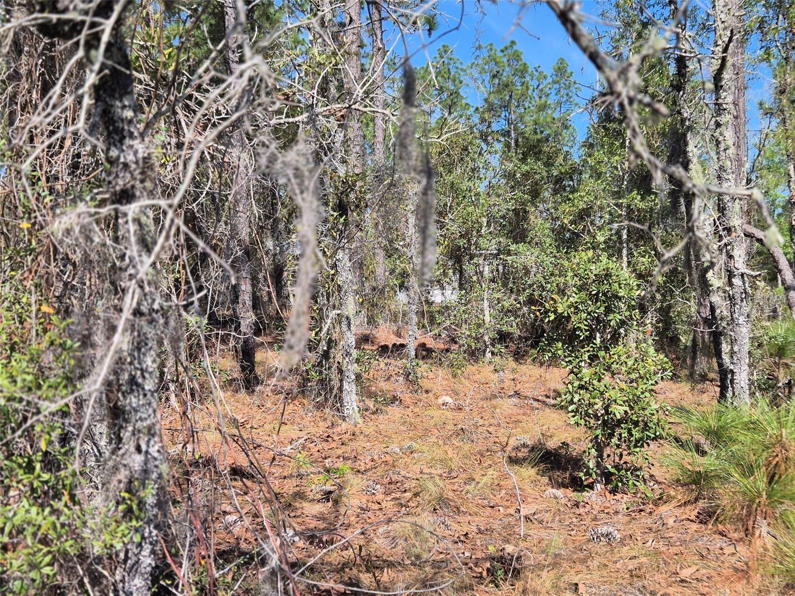00 NE 137TH AVE, WILLISTON, FL — photo 6