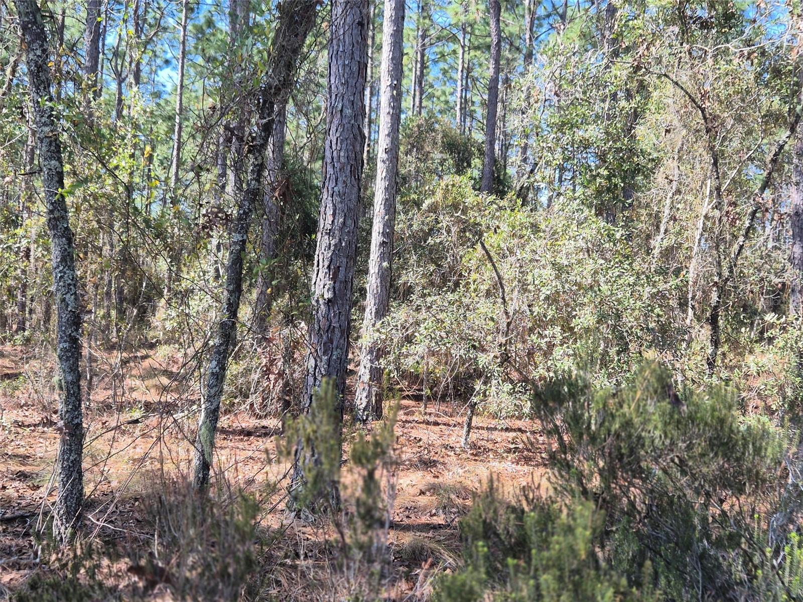 00 NE 137TH AVE, WILLISTON, FL — photo 7