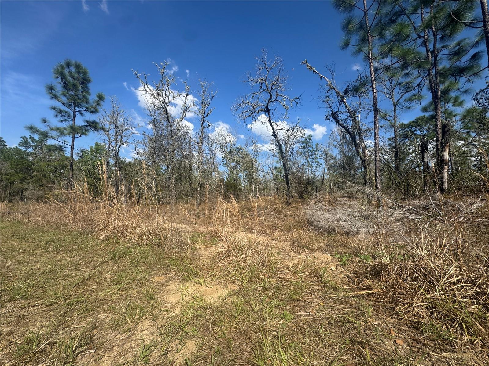 tbd NE 155TH AVE, WILLISTON, FL — photo 3