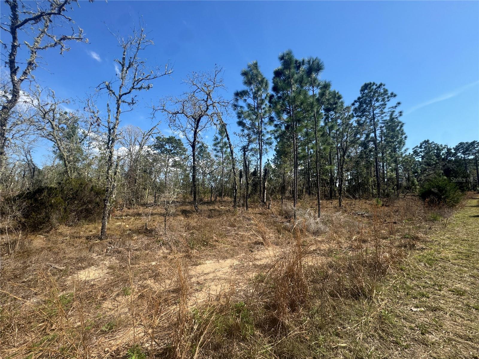 tbd NE 155TH AVE, WILLISTON, FL — photo 4
