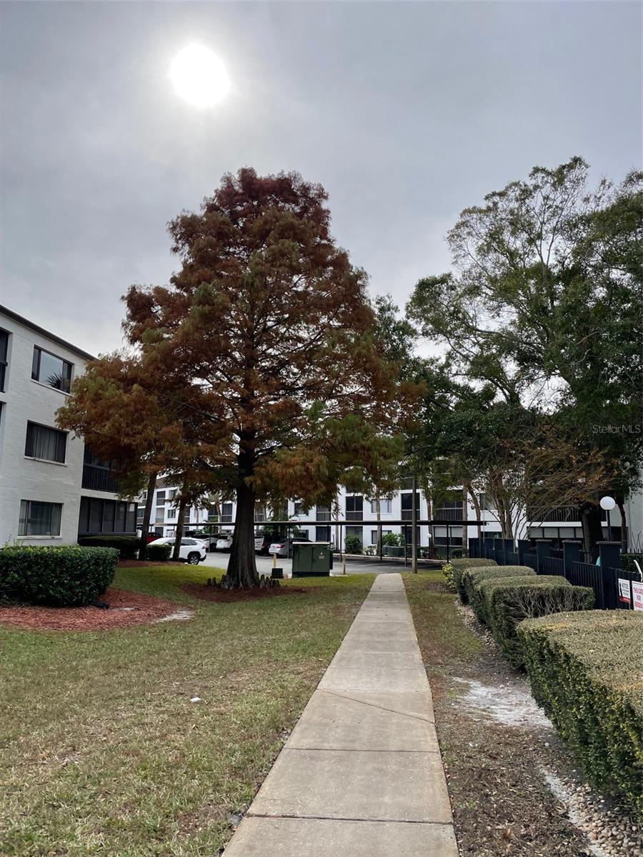 2591 COUNTRYSIDE BLVD #5203, CLEARWATER, FL — photo 26
