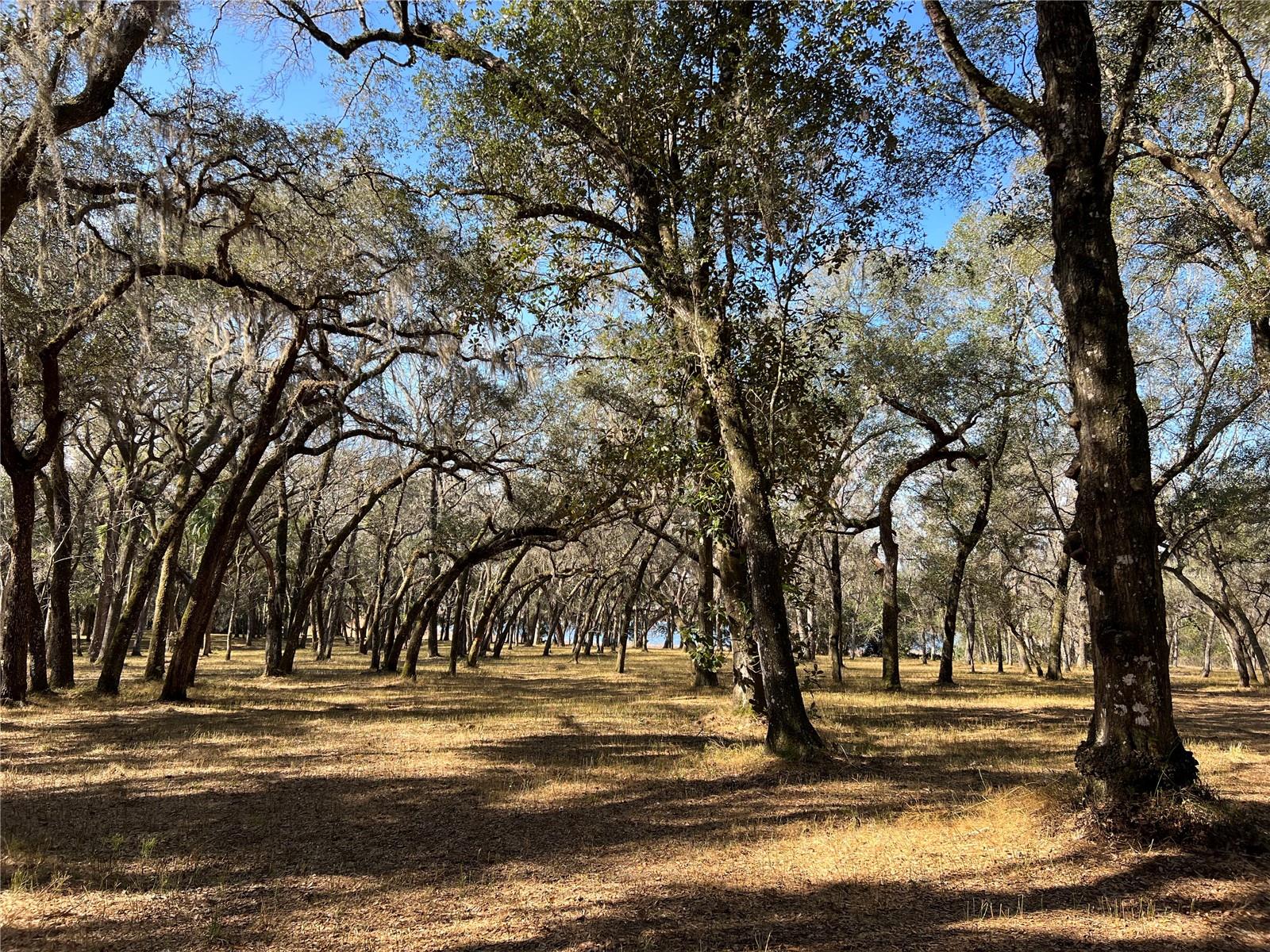 FOREST  02 RD, UMATILLA, FL — photo 4