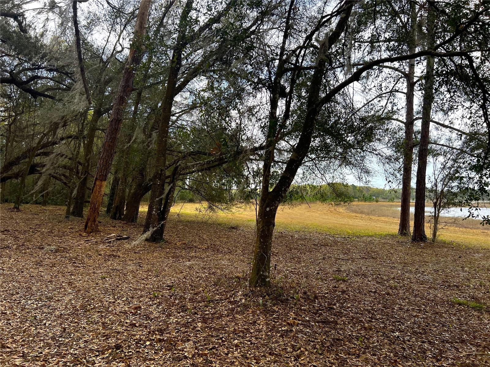 FOREST  02 RD, UMATILLA, FL — photo 6