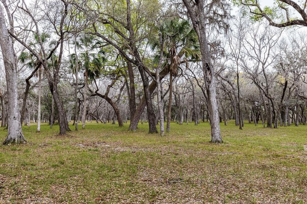 FOREST  02 RD, UMATILLA, FL — photo 34