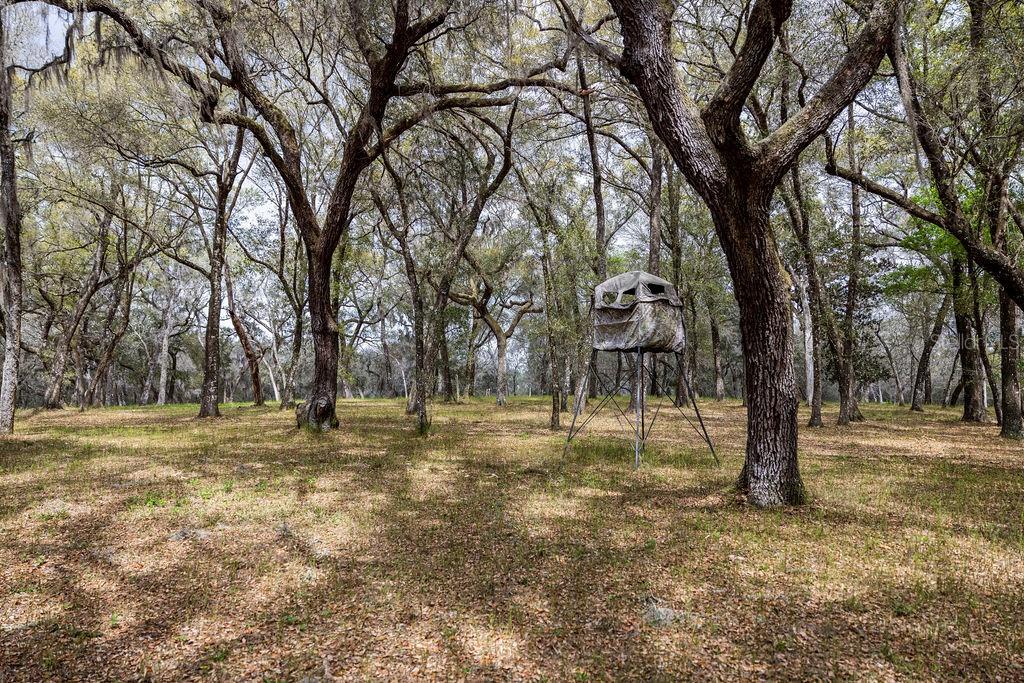 FOREST  02 RD, UMATILLA, FL — photo 29