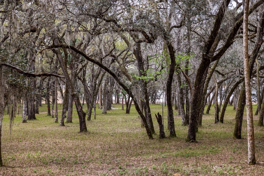 FOREST  02 RD, UMATILLA, FL — photo 31