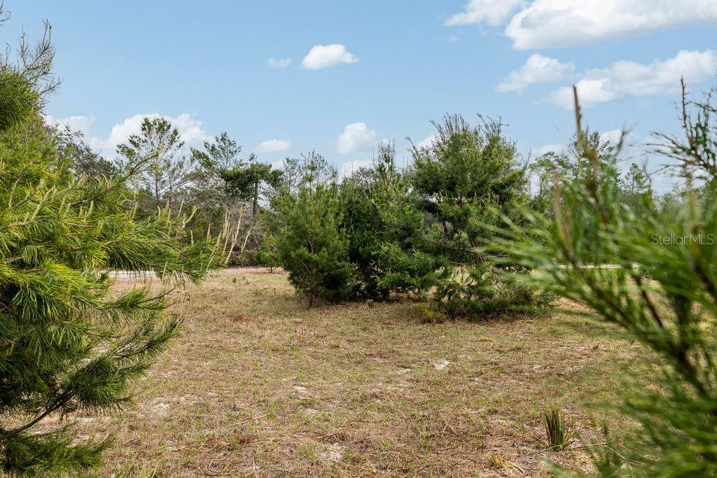 FOREST  02 RD, UMATILLA, FL — photo 38