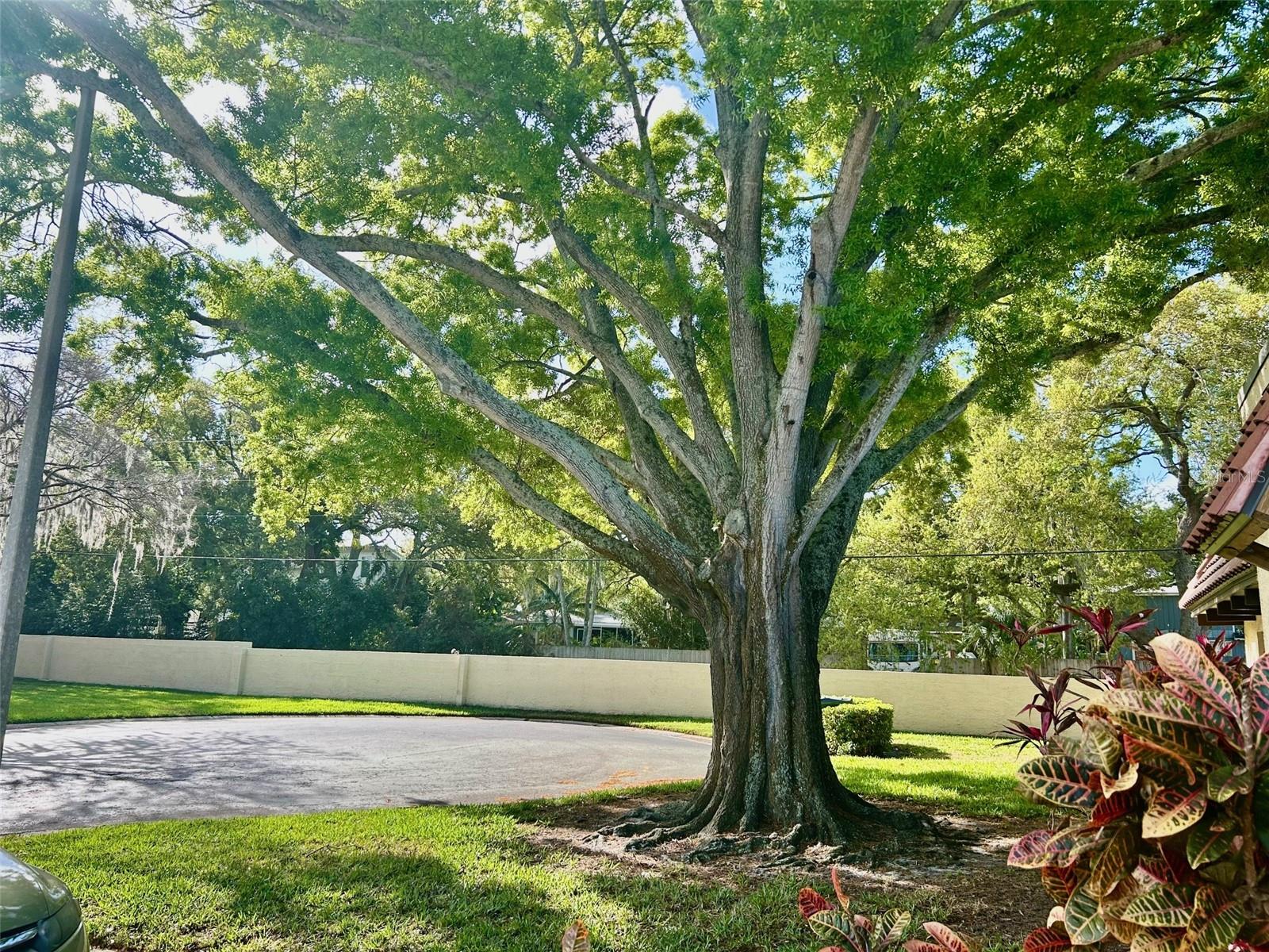 1701 PINEHURST RD #18C, DUNEDIN, FL — photo 17