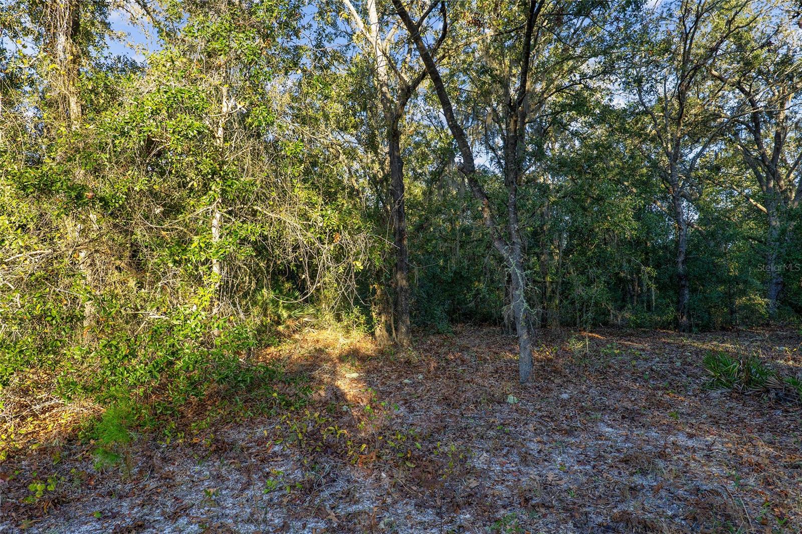 TBD SW 174 PL, OCALA, FL — photo 6