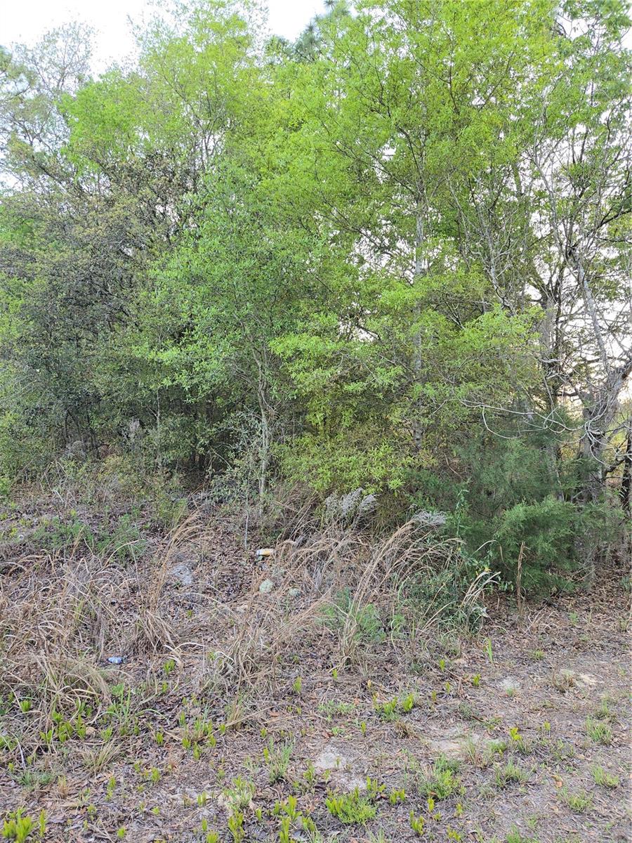 TBD SW 27 ST, OCALA, FL — photo 4