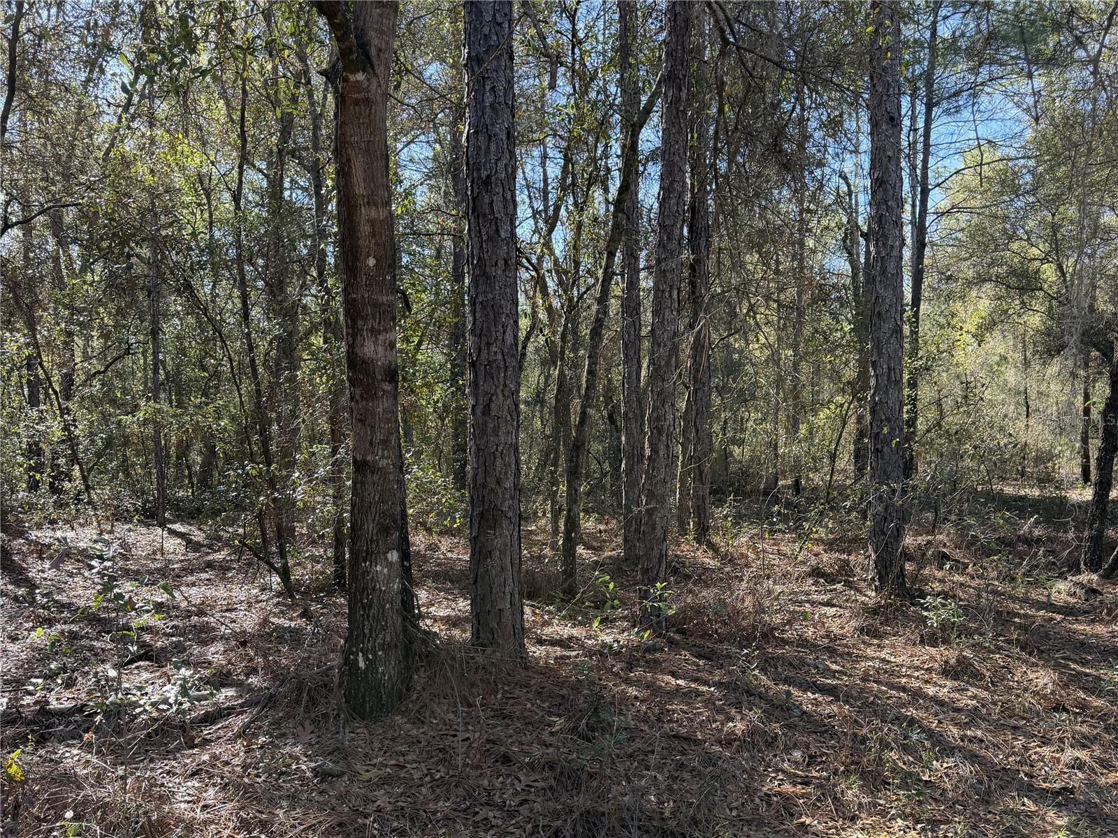 SE 7TH AVE, INTERLACHEN, FL — photo 3