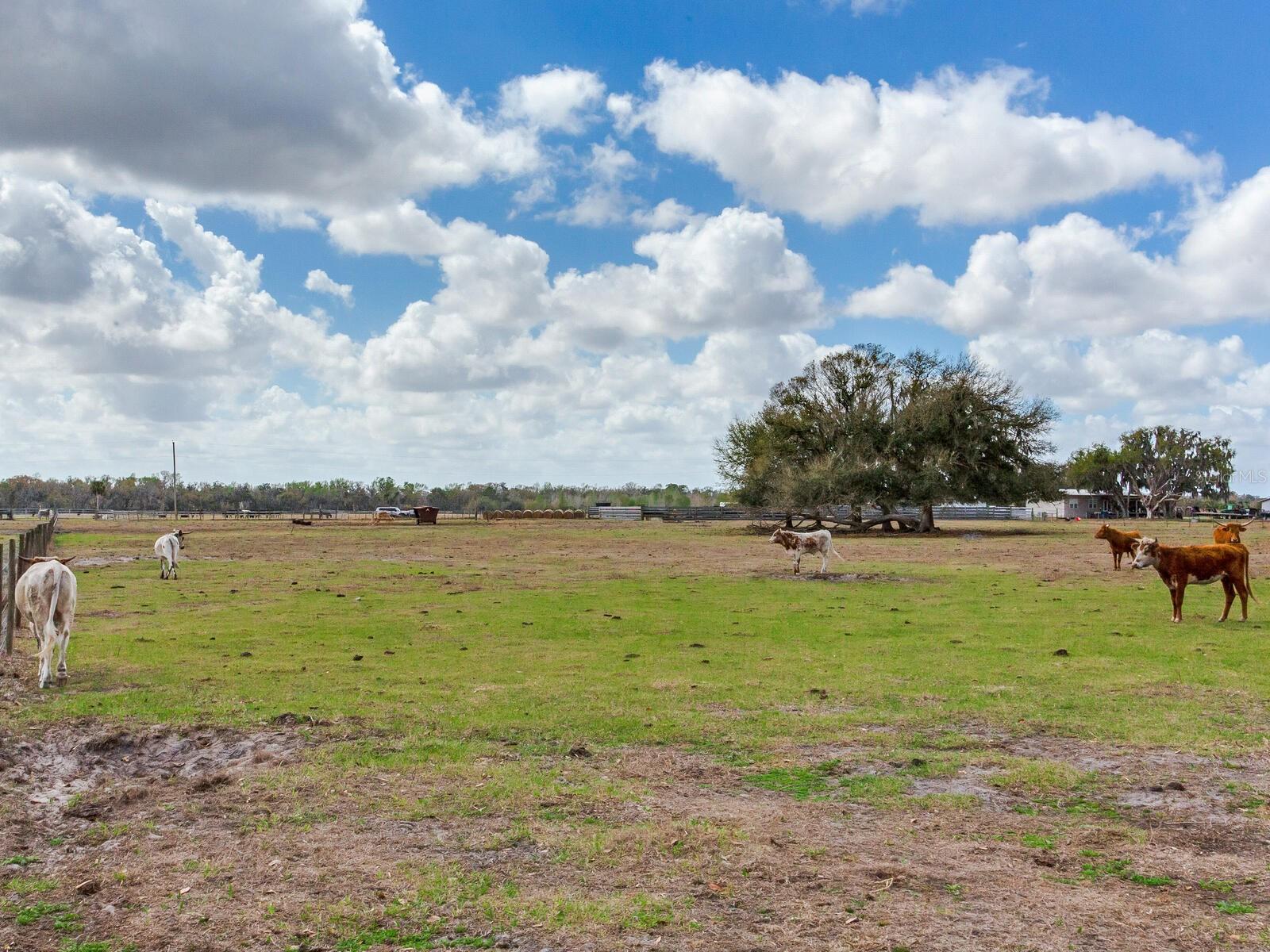 0 S CR 39, LITHIA, FL — photo 4