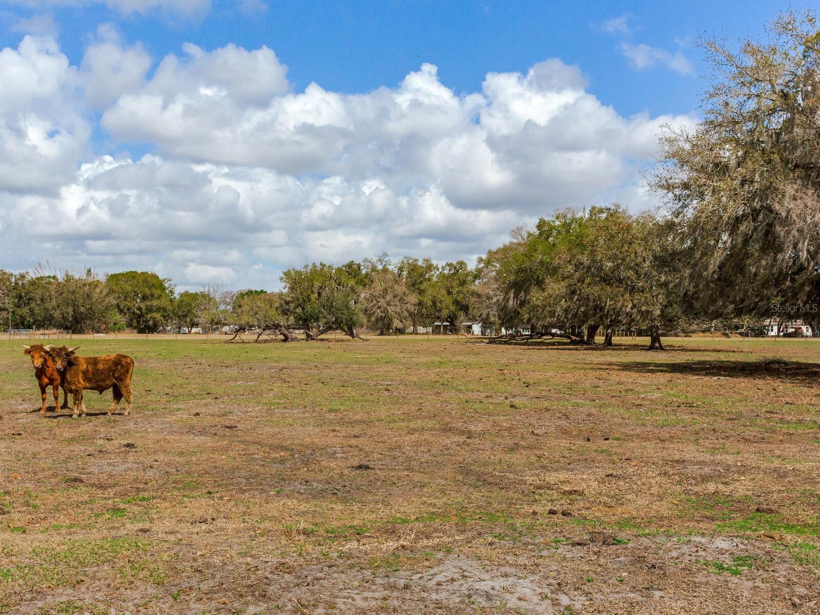 0 S CR 39, LITHIA, FL — photo 11