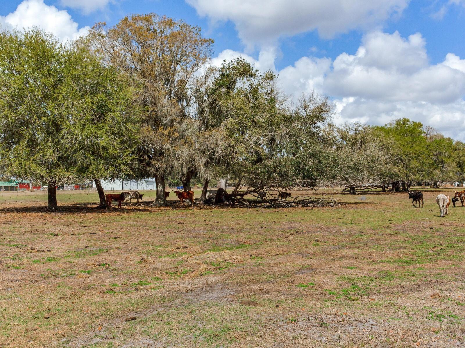 0 S CR 39, LITHIA, FL — photo 13