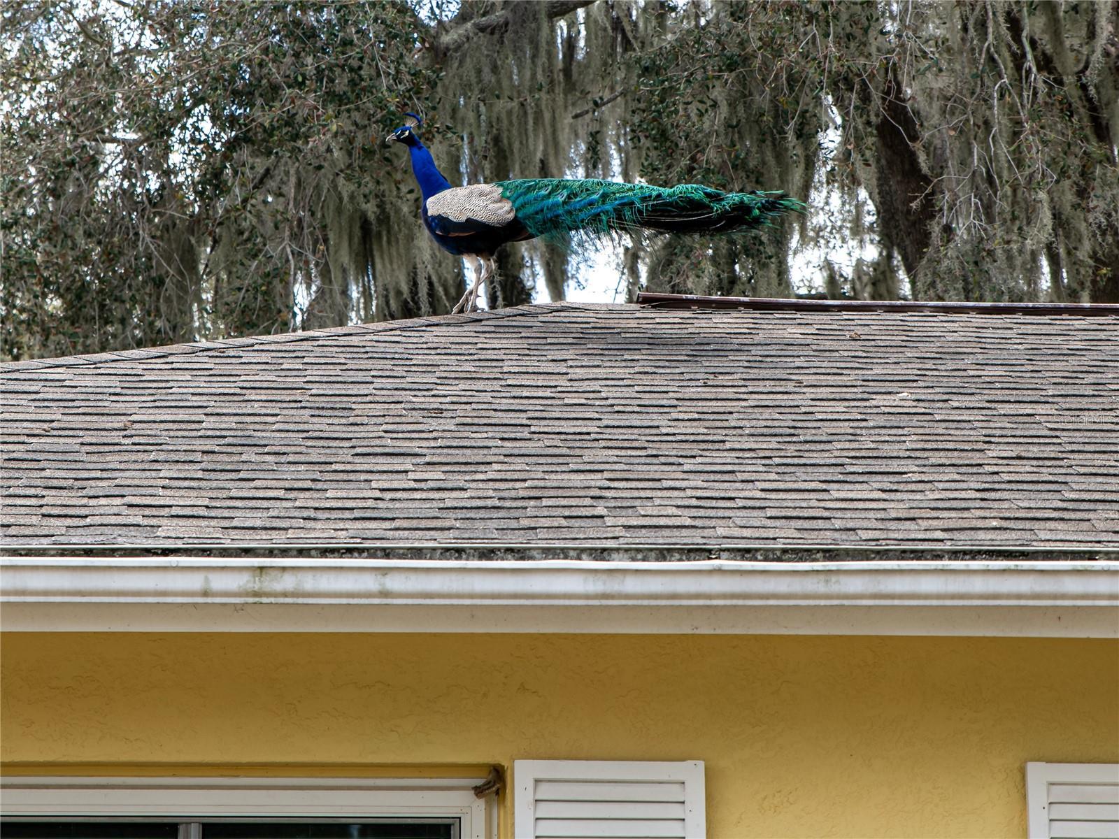 907 HILLSIDE TER, BRANDON, FL — photo 34