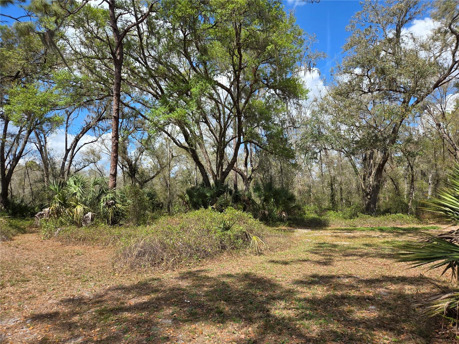 12503 AVERY RD, THONOTOSASSA, FL — photo 10