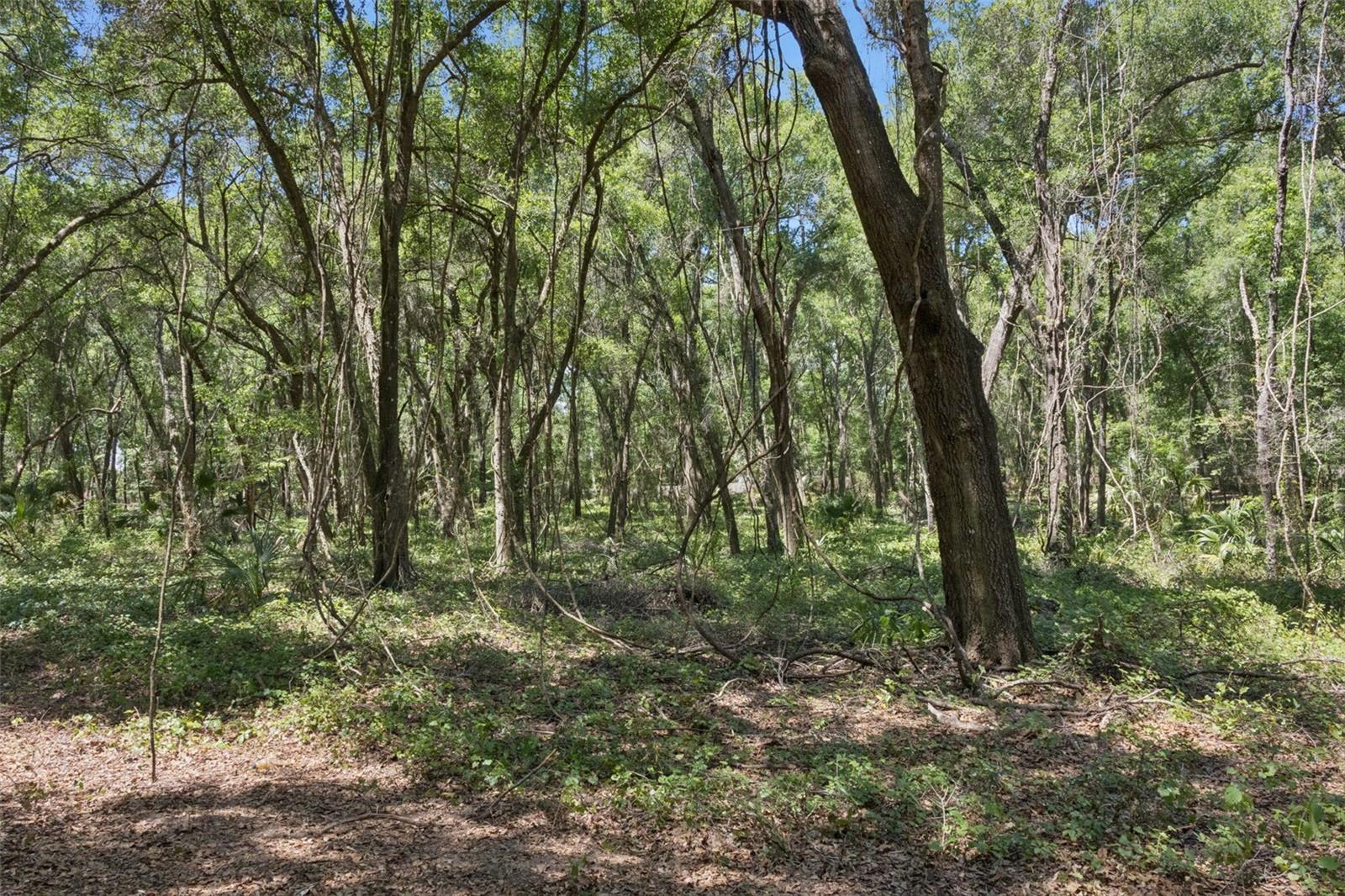 0000 BERTSVILLE ROAD & GRIFFIN VIEW DRIVE, LADY LAKE, FL — photo 39