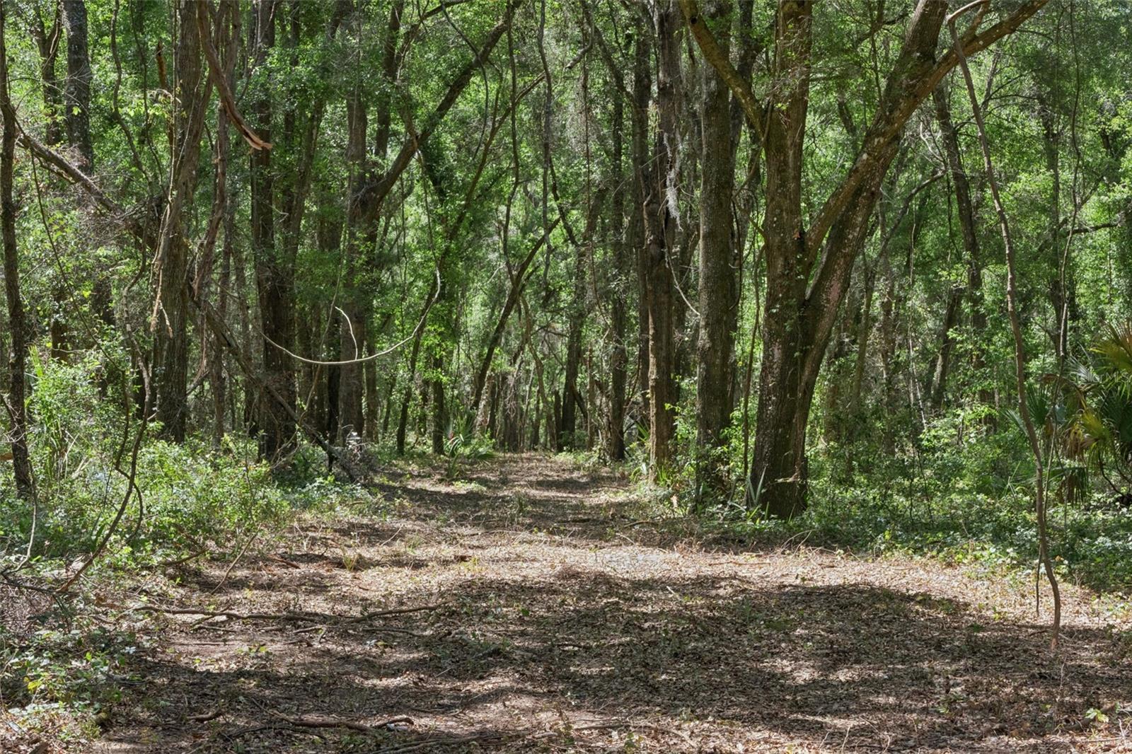 0000 BERTSVILLE ROAD & GRIFFIN VIEW DRIVE, LADY LAKE, FL — photo 43