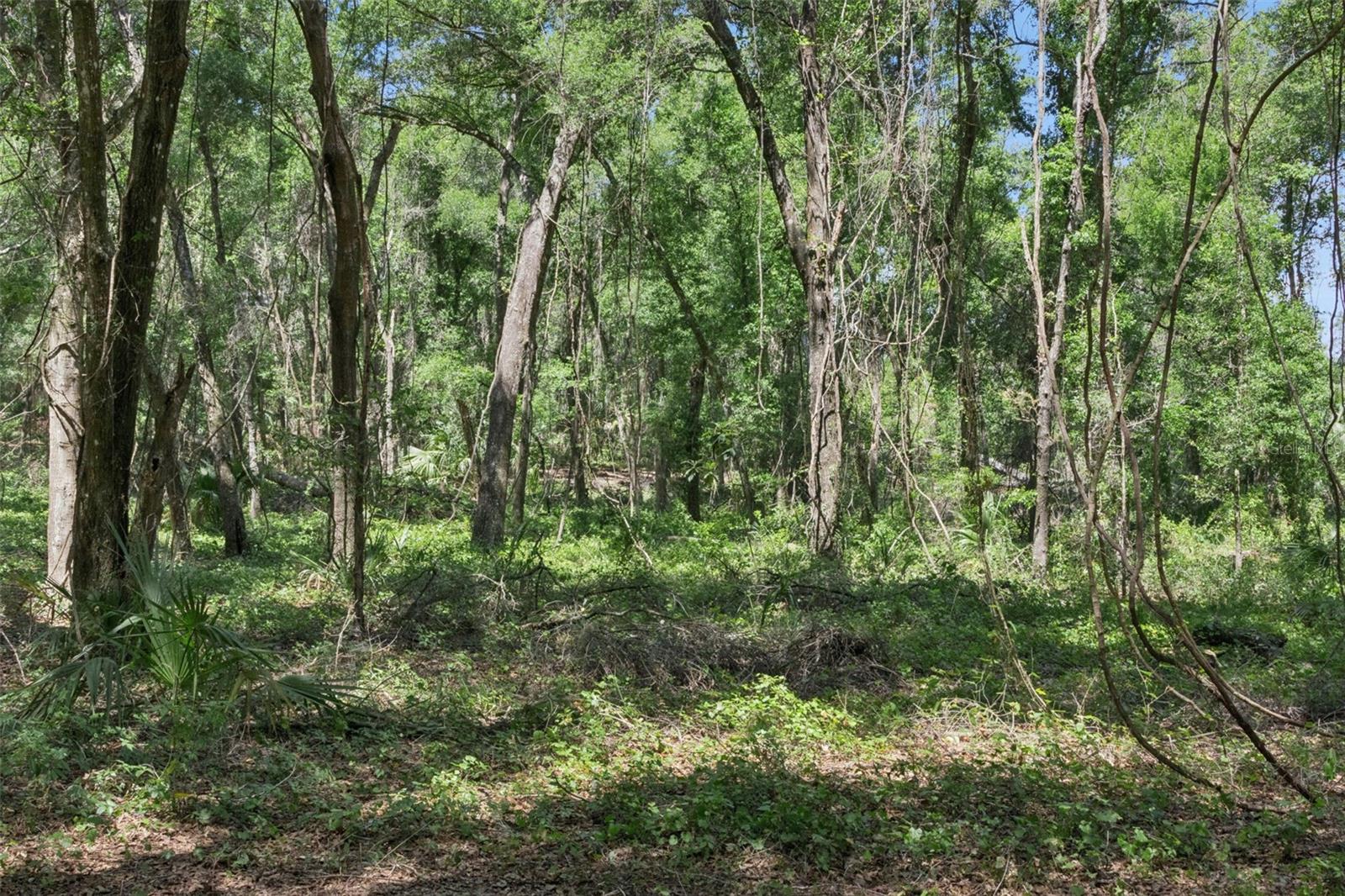 0000 BERTSVILLE ROAD & GRIFFIN VIEW DRIVE, LADY LAKE, FL — photo 46