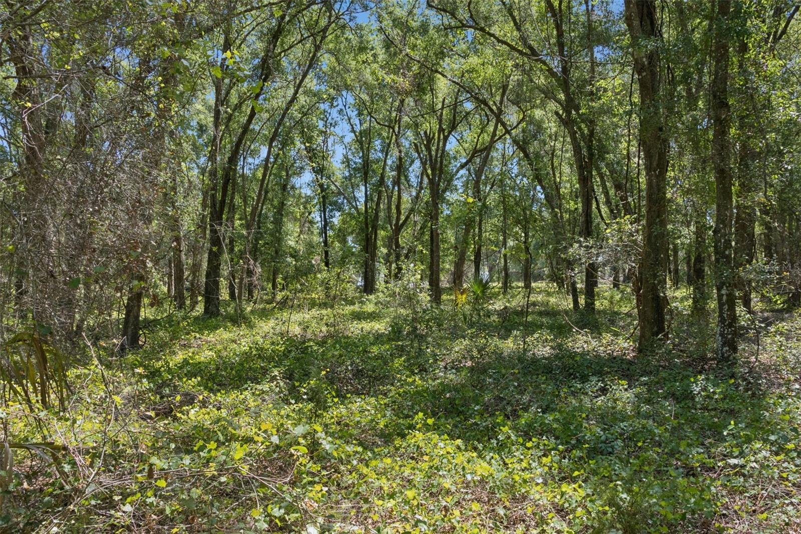 0000 BERTSVILLE ROAD & GRIFFIN VIEW DRIVE, LADY LAKE, FL — photo 48