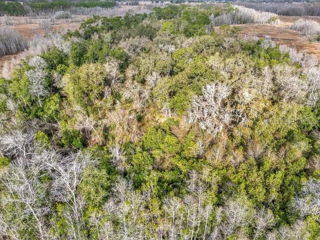 11535 MATTIODA RD, GROVELAND, FL — photo 17