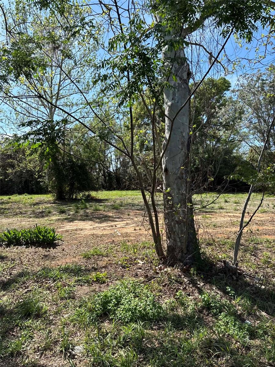 STATE ROAD 19, GROVELAND, FL — photo 7