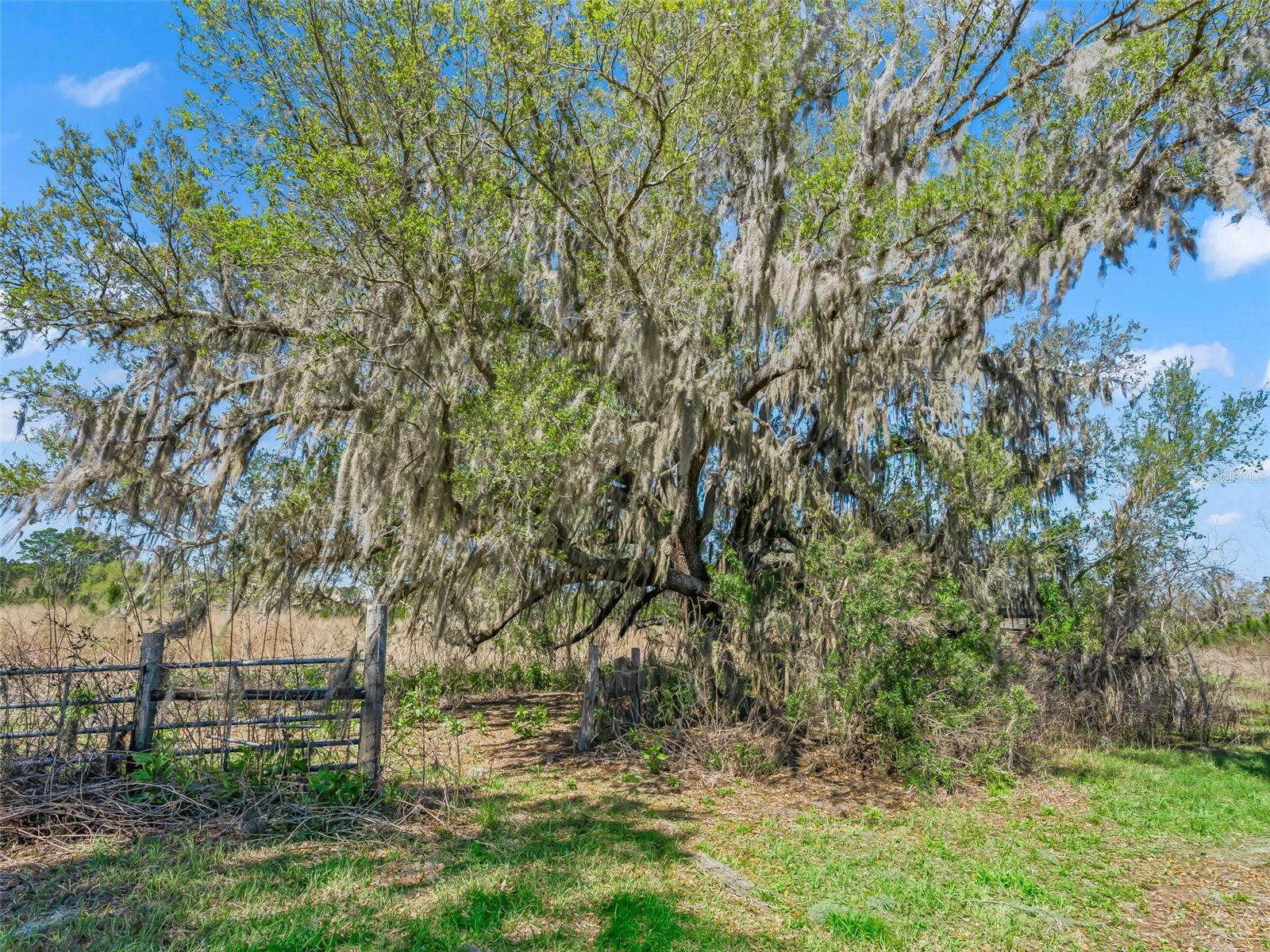 6350 NE 86TH AVE, BRONSON, FL — photo 78
