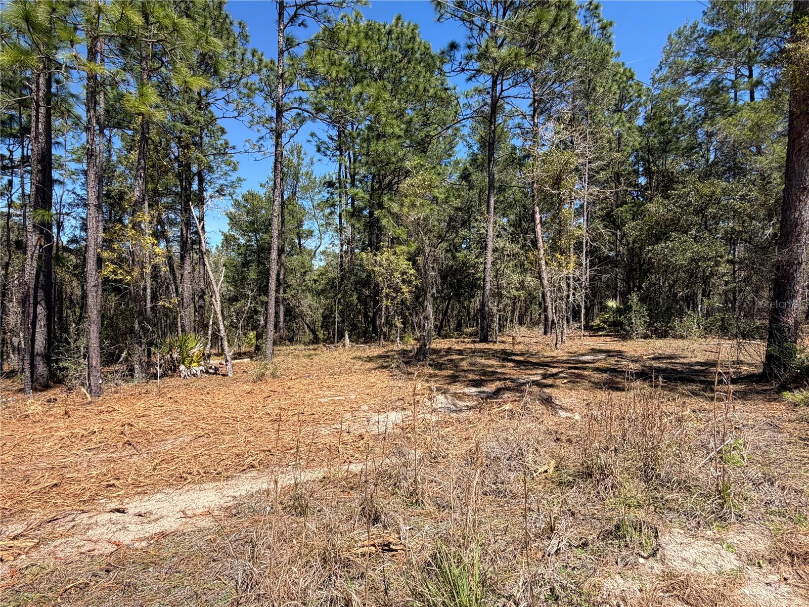 00000 SE 58TH PLACE, MORRISTON, FL