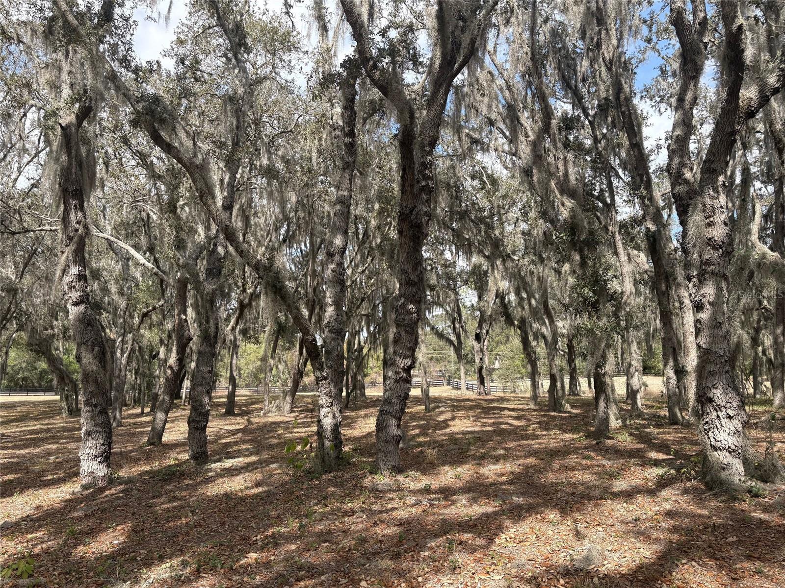 15436 VINOLA DR, MONTVERDE, FL — photo 111