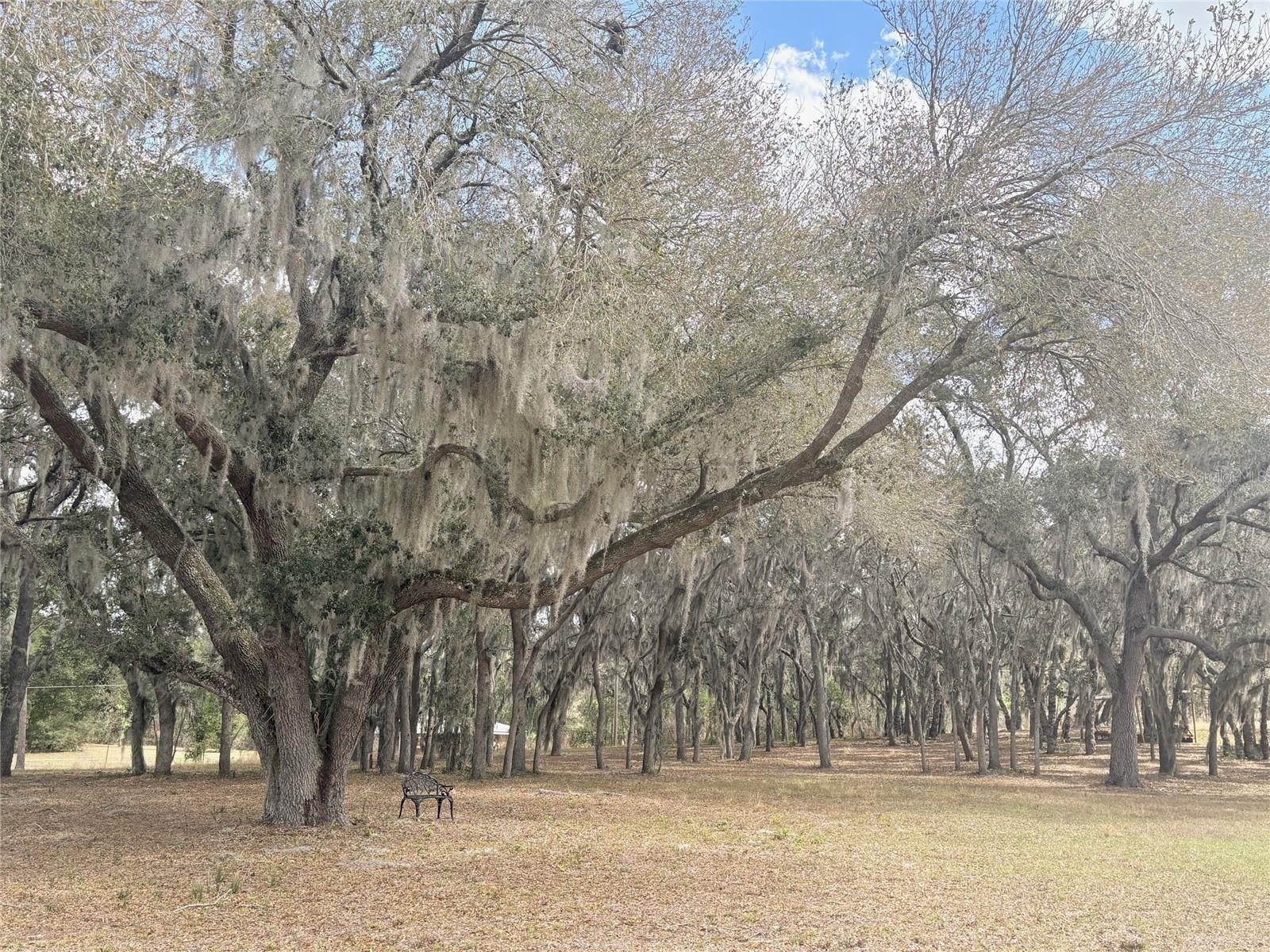 15436 VINOLA DR, MONTVERDE, FL — photo 114