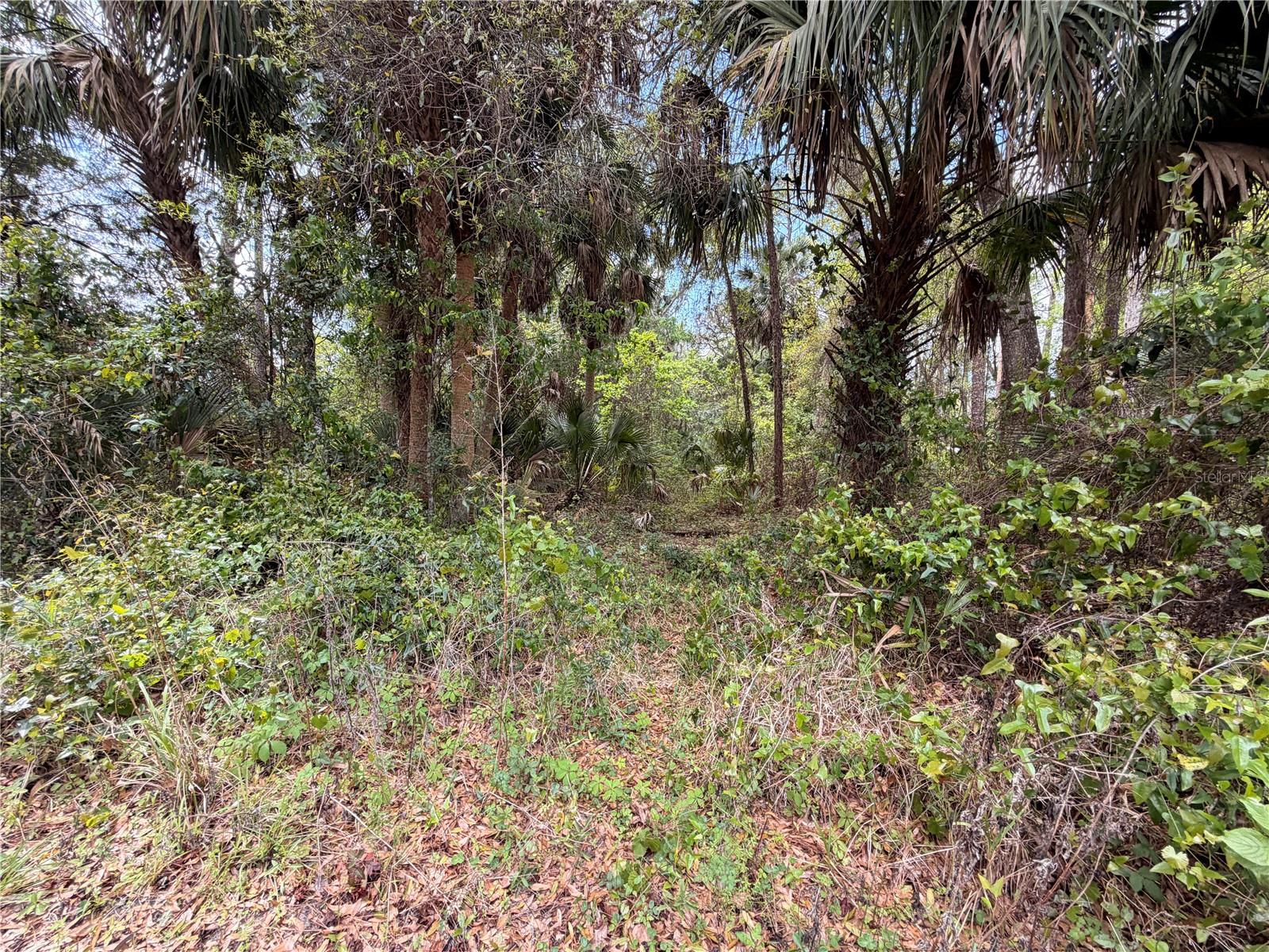 COUNTY ROAD 445A, ASTOR, FL — photo 7