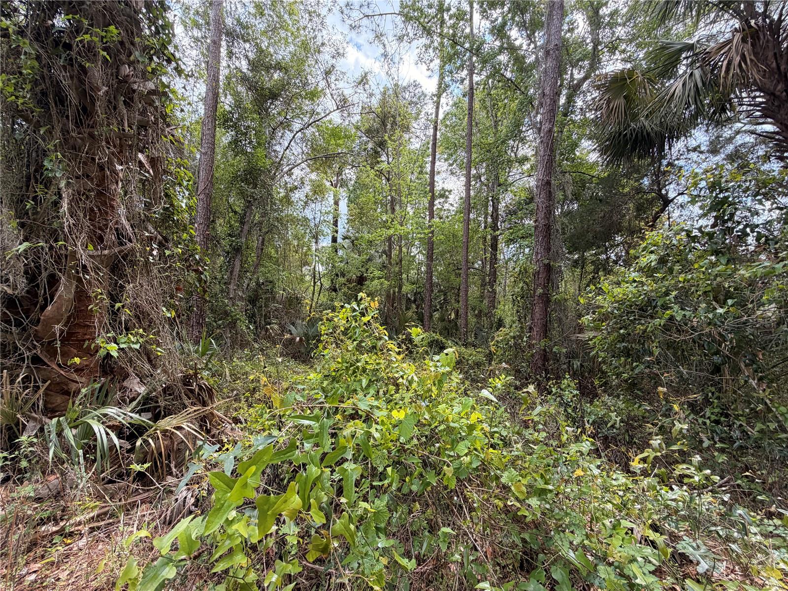 COUNTY ROAD 445A, ASTOR, FL — photo 9
