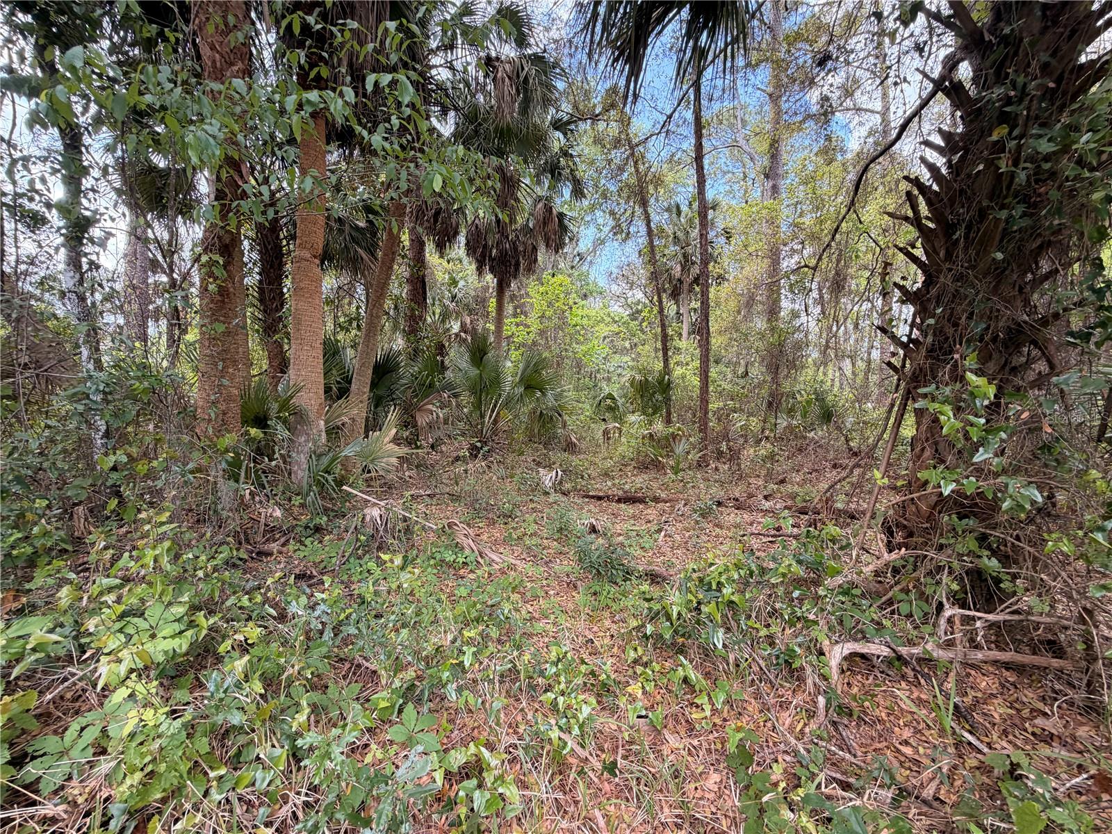 COUNTY ROAD 445A, ASTOR, FL — photo 11