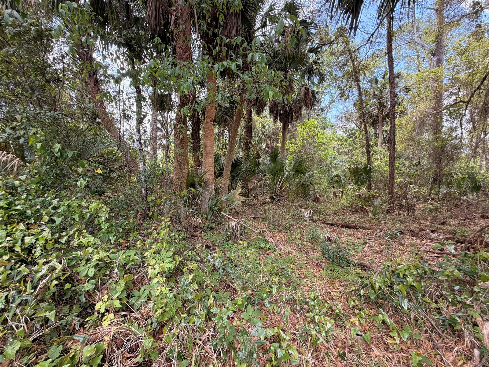 COUNTY ROAD 445A, ASTOR, FL — photo 14