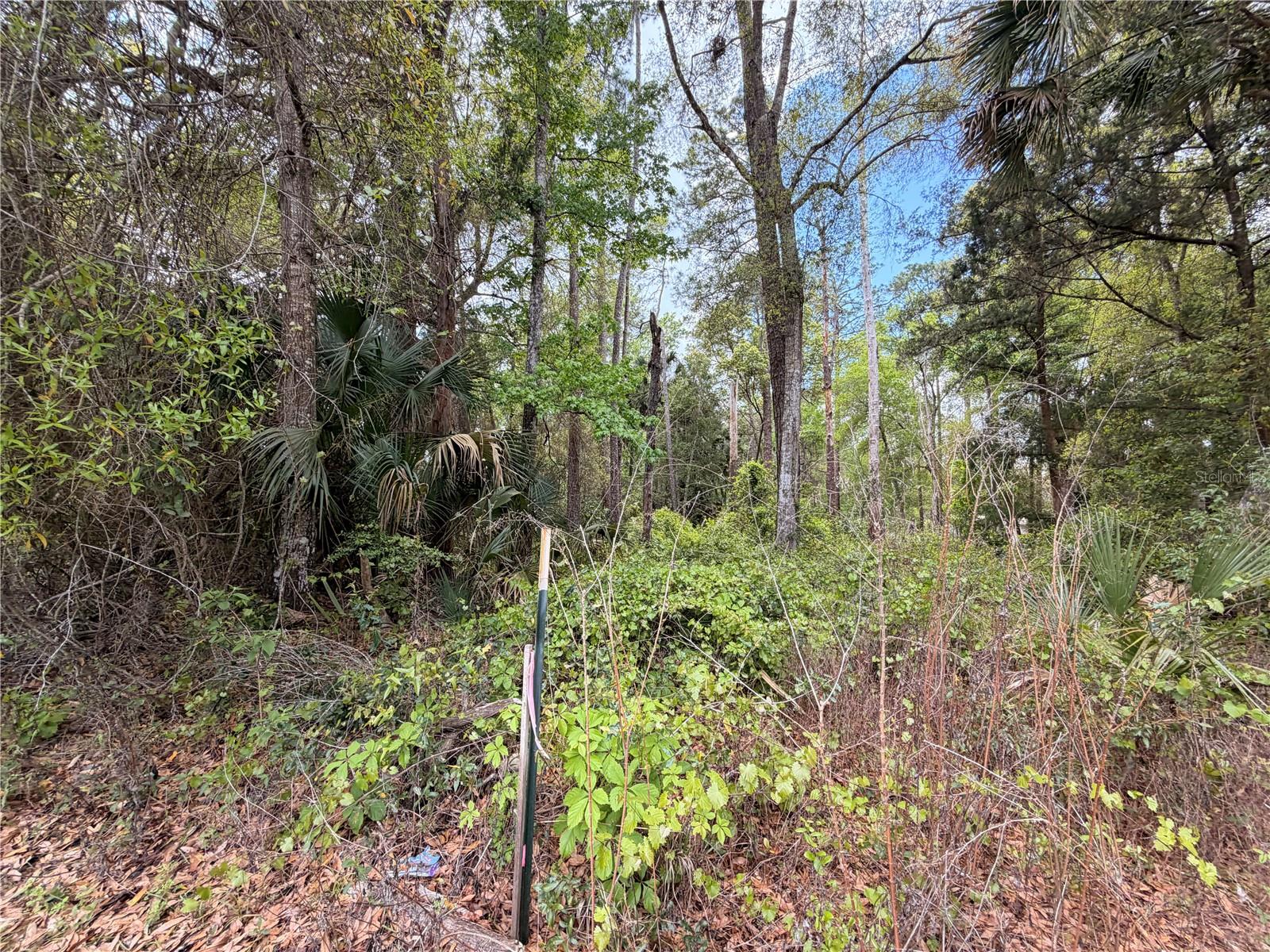 COUNTY ROAD 445A, ASTOR, FL — photo 15