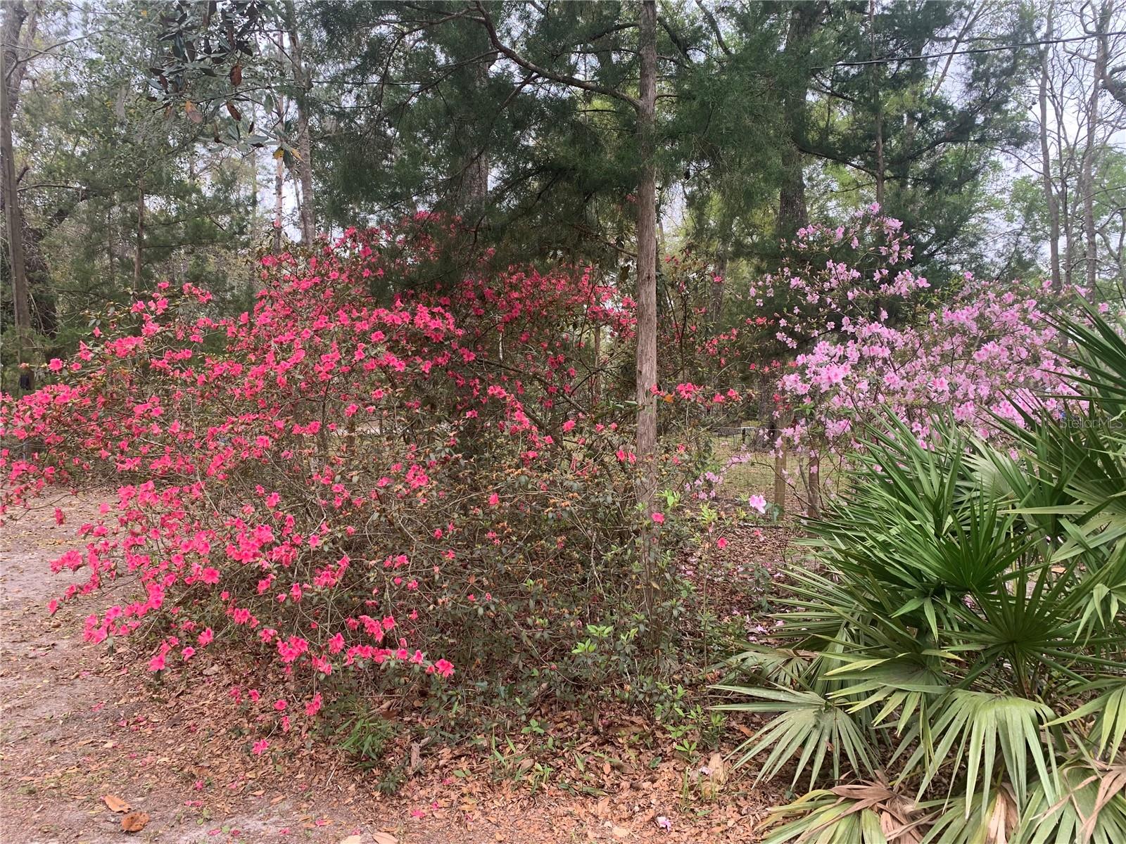 11651 NW 127 LN, CHIEFLAND, FL — photo 5